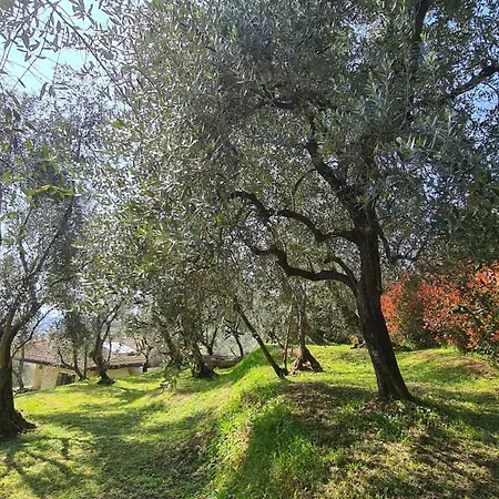 Olivemare Bed & Breakfast *