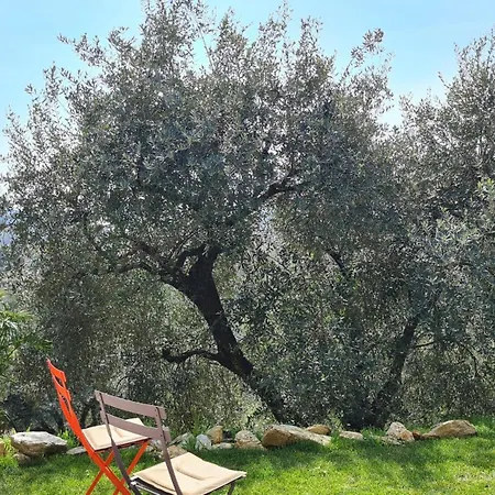 Olivemare * Pietrasanta